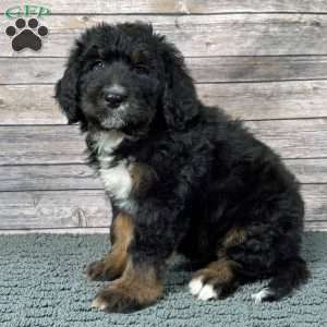 Nimbus, Bernedoodle Puppy